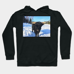 Scottish Highland Cattle Bull 1936 Hoodie